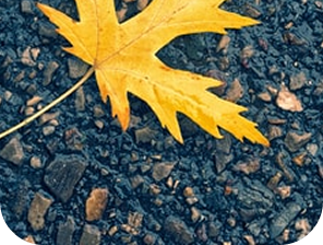 yellow leaf